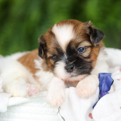 Georgie - Available 8/27