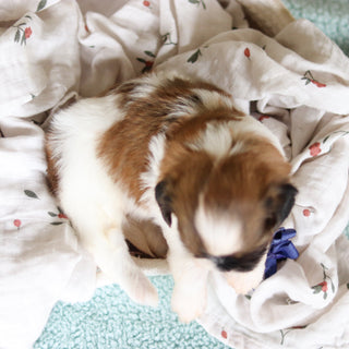 Georgie - Available 8/27