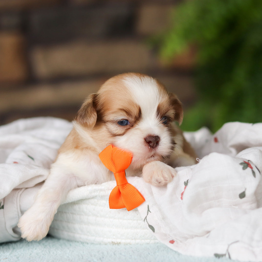 Gunther - Available 8/27