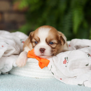 Gunther - Available 8/27