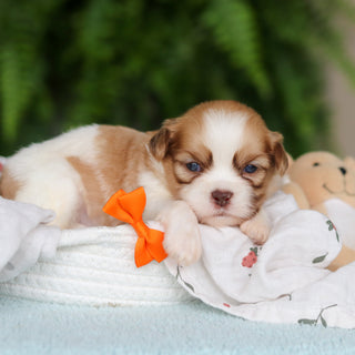 Gunther - Available 8/27