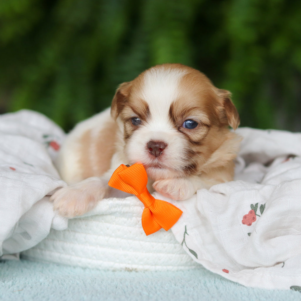 Gunther - Available 8/27