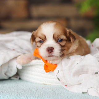 Gunther - Available 8/27