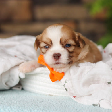 Gunther - Available 8/27