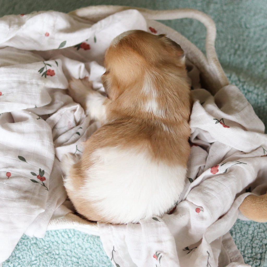 Gunther - Available 8/27