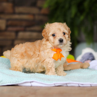Nacho - Available Now