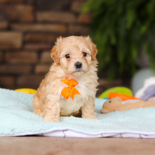 Nacho - Available Now