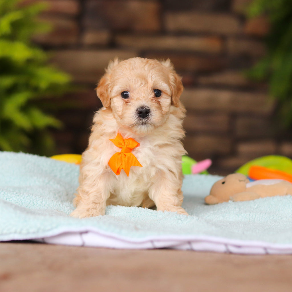 Nacho - Available Now