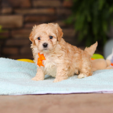 Nacho - Available 8/13