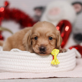 Luca - Available 3/5