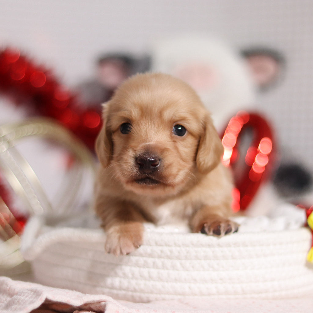 Luca - Available 3/5