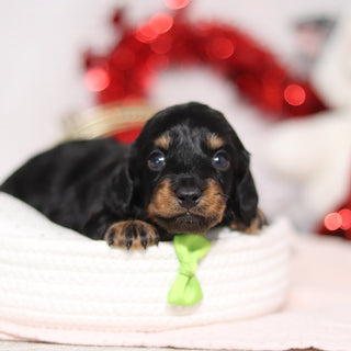 Oakley - Available 3/5