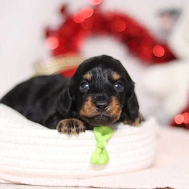 Oakley - Available 3/5