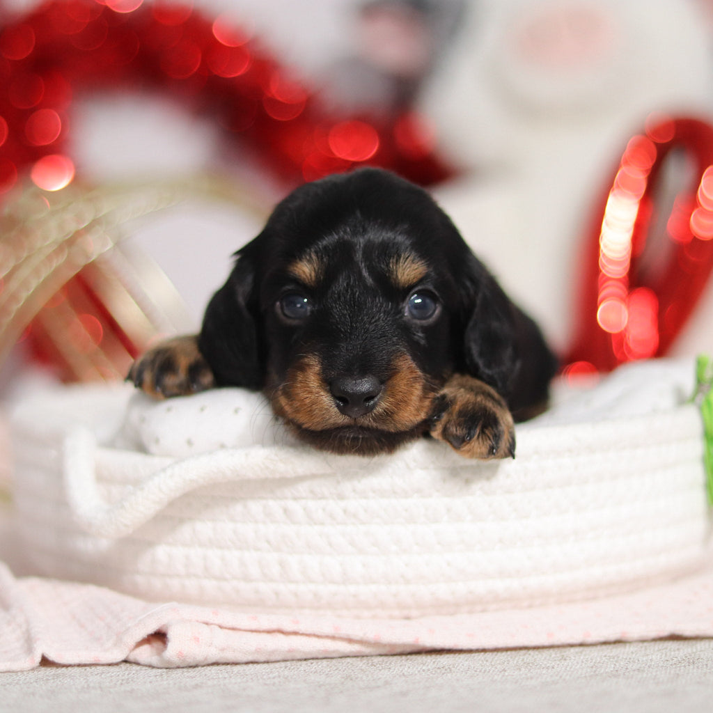 Oakley - Available 3/5