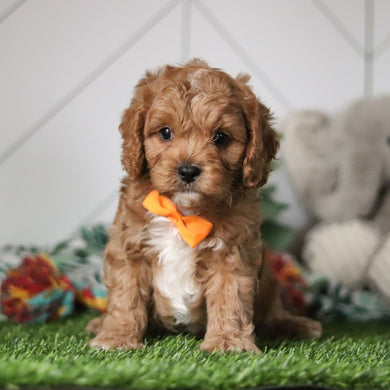 Nico - Available 2/26