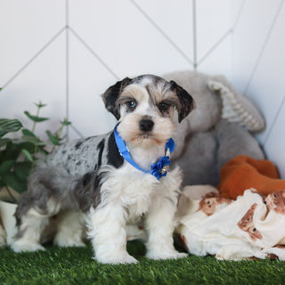 Zuri - Available 2/19