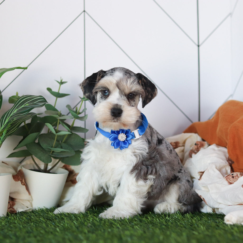 Zuri - Available 2/19