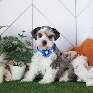 Zuri - Available 2/19