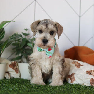 Hughes - Available 2/19