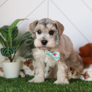 Hughes - Available 2/19