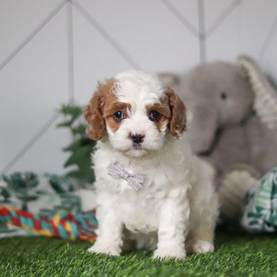 Nolan - Available 2/26