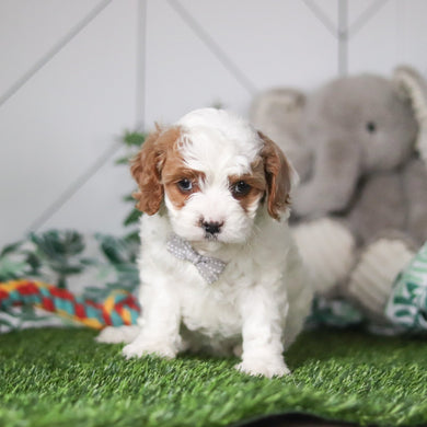 Nolan - Available 2/26