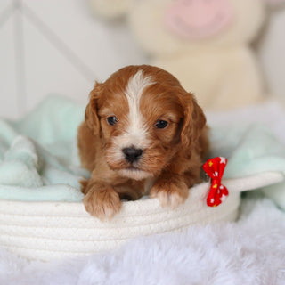 Crew - Available 3/19