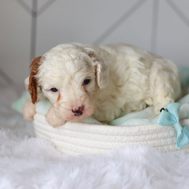 Cade - Available 3/19