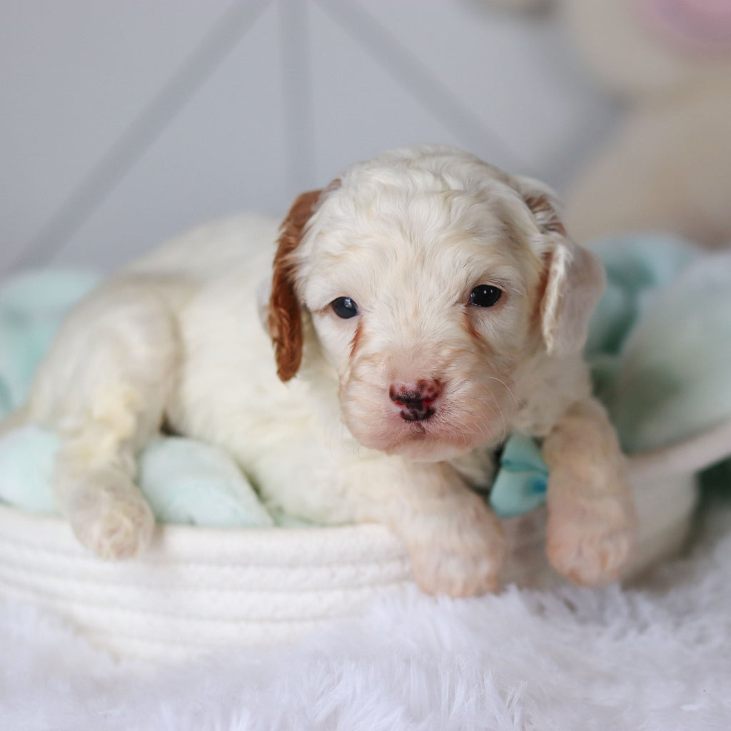 Cade - Available 3/19