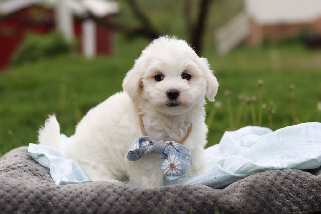 Howie - Available 5/14