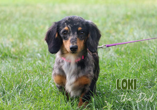 Benson - Available 1/15