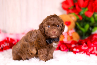 Knox - Available 2/11