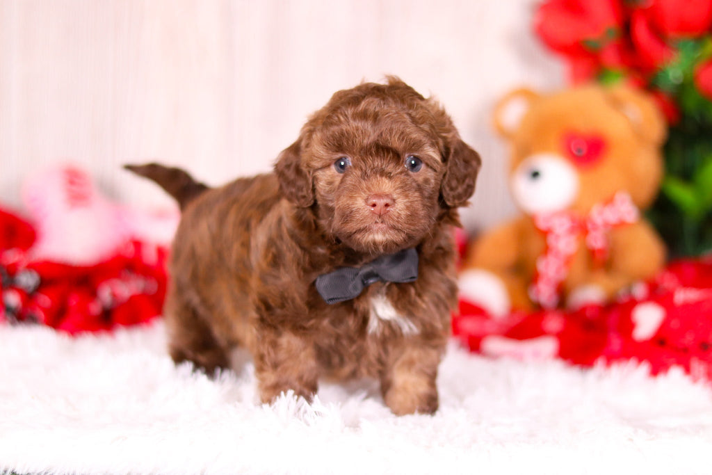 Knox - Available 2/11