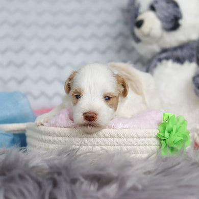 Silas - Available 3/19