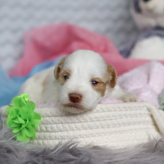 Silas - Available 3/19