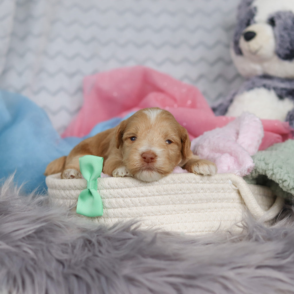 Sage - Available 3/19