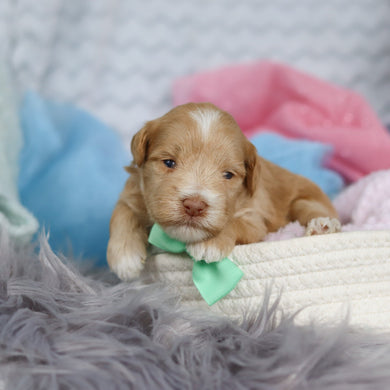 Sage - Available 3/19