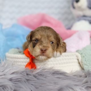 Scottie - Available 3/19