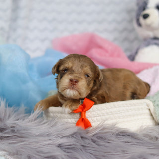 Scottie - Available 3/19