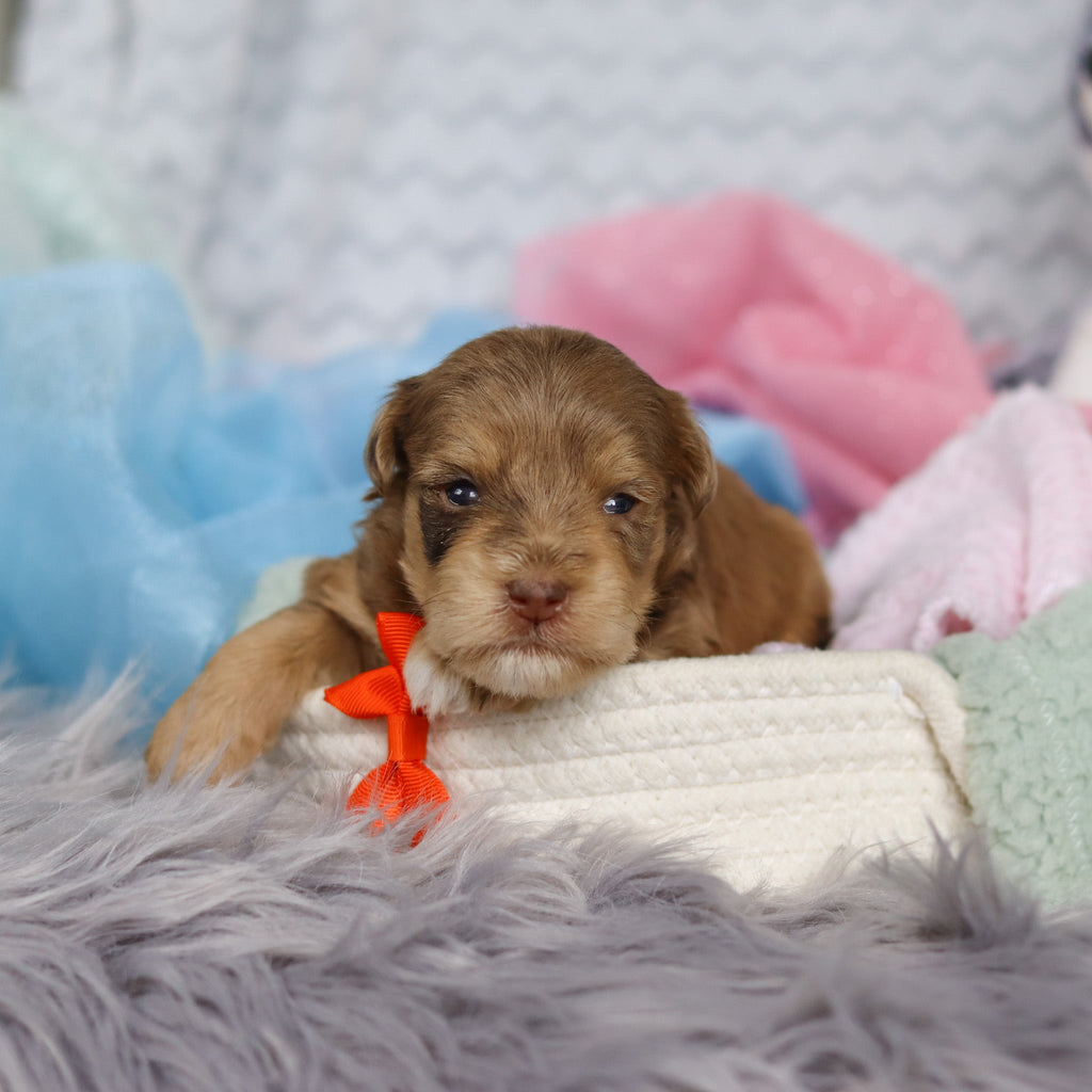 Scottie - Available 3/19