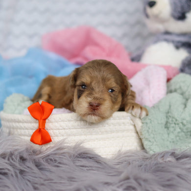 Scottie - Available 3/19