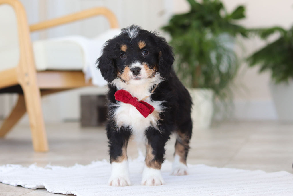 Axel - Available Now