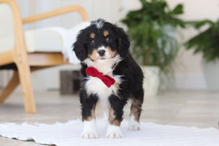 Axel - Available Now