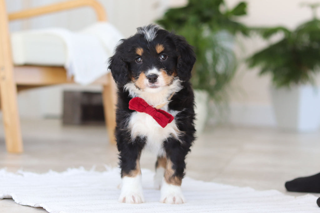 Axel - Available Now