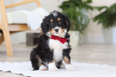 Axel - Available Now