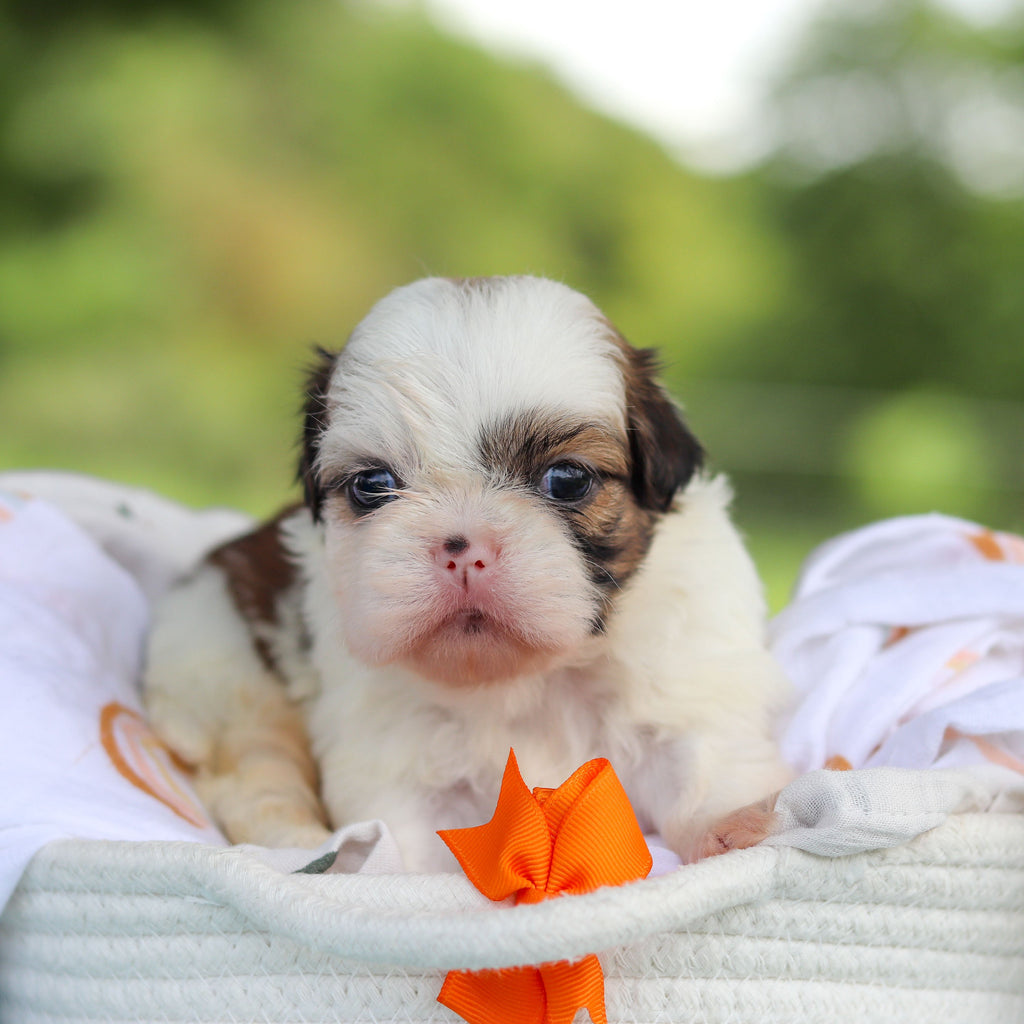 Chester - Available Now