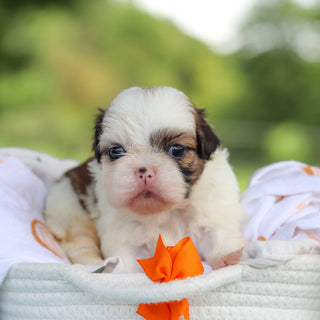Chester - Available Now
