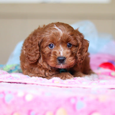 Walker - Available 4/23