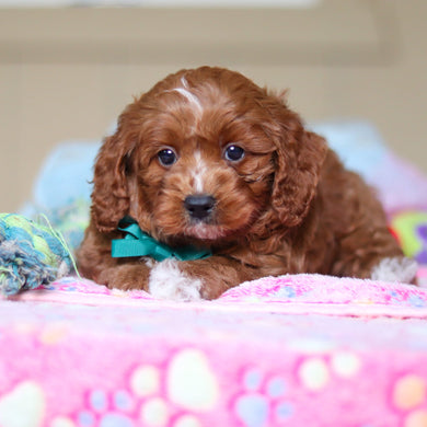 Walker - Available 4/23