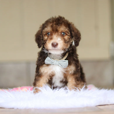 Ripley - Available Now